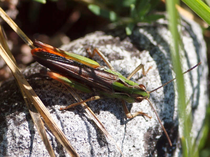 Altra acrididae